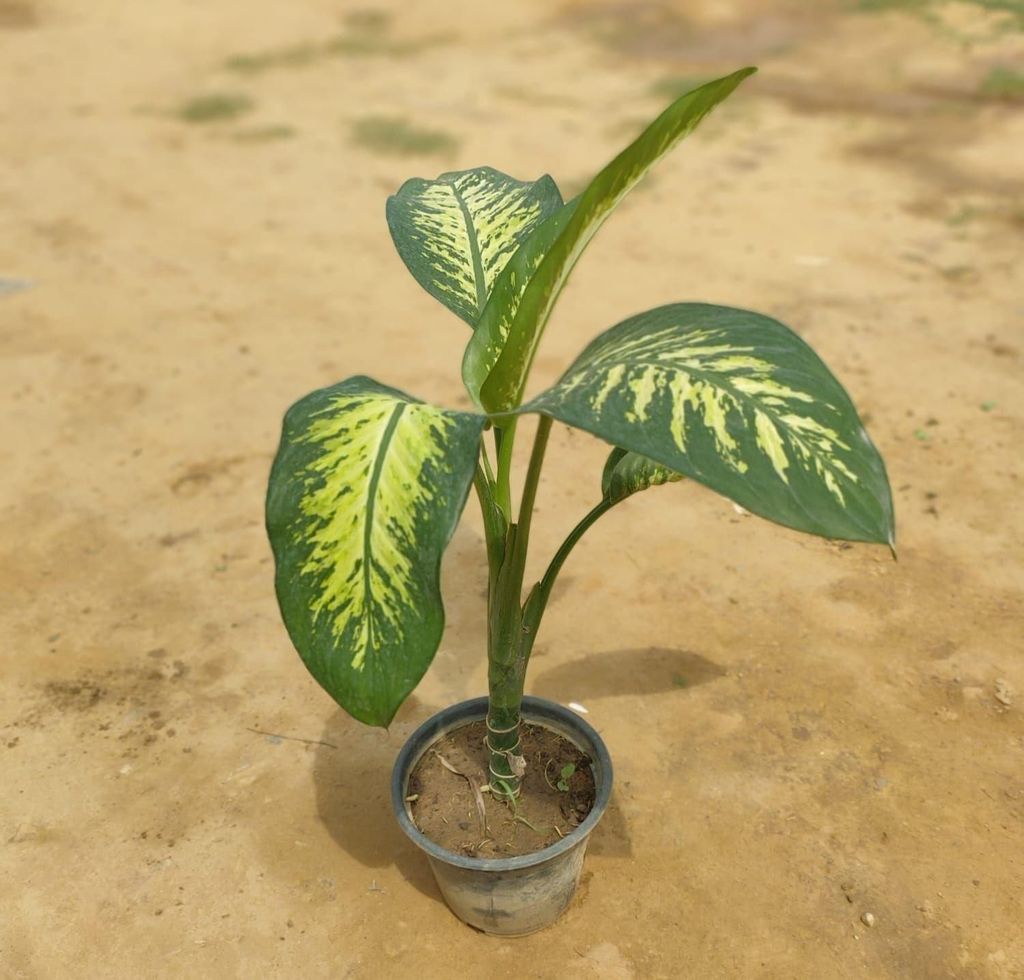 Dieffenbachia in 8 Inch Nursery Pot
