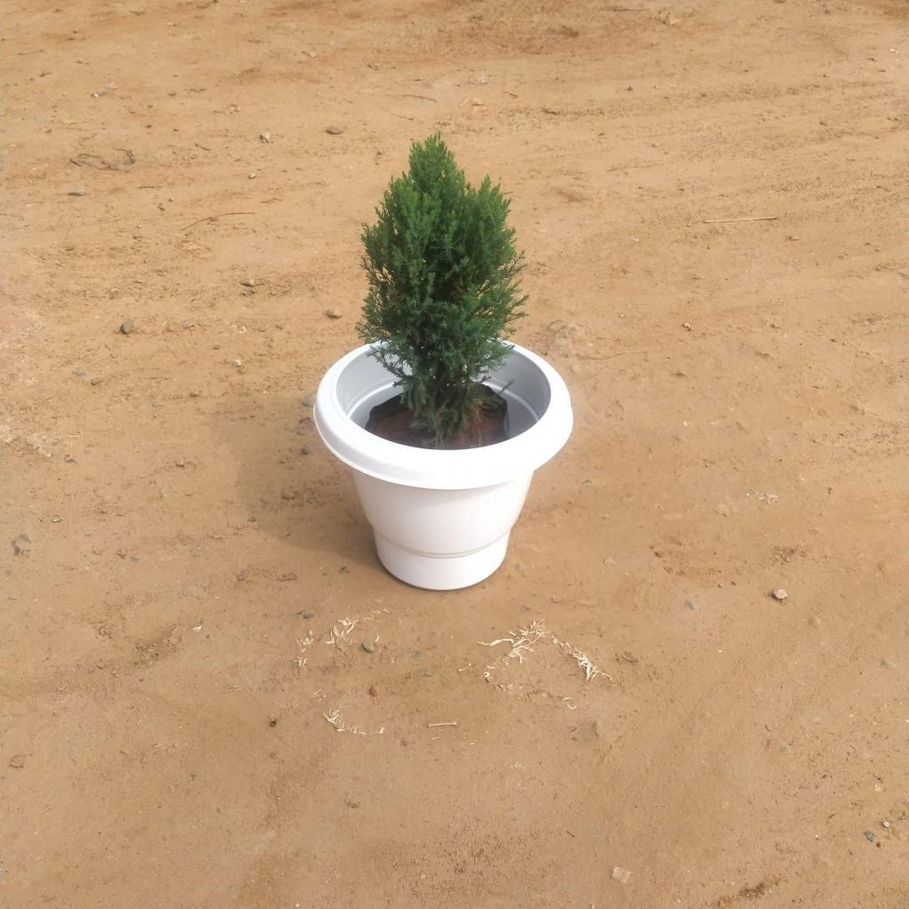 Green Juniperus in 10 Inch Classy White Plastic Pot