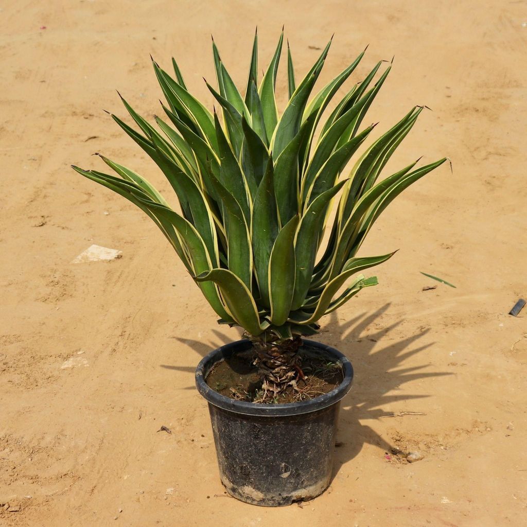 Green Agave in 14 Inch Nursery Pot