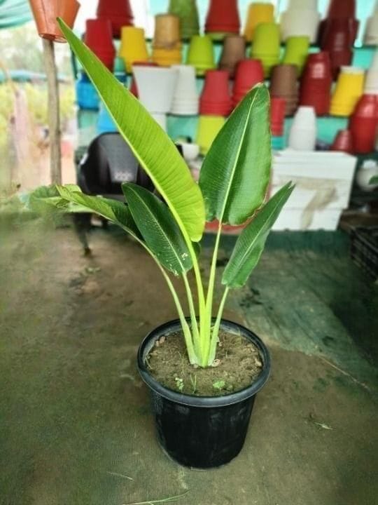 Traveller Palm in 16 Inch Nursery Pot