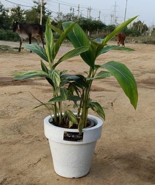 Alpinia Plant in 12 Inch White Polymer Cup Shape Planter