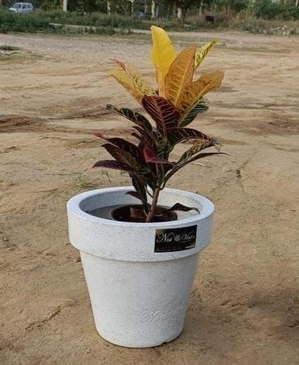 Croton Petra (8 Inch) in 12 Inch White Polymer Cup Shape Planter