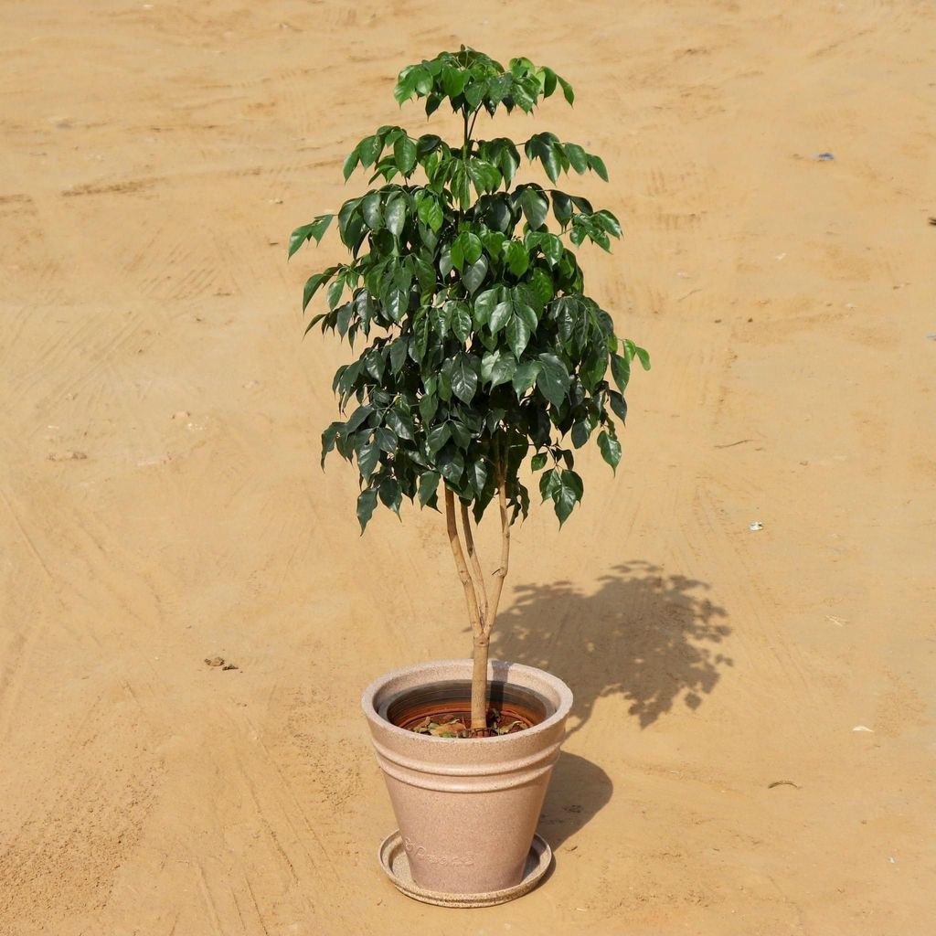 Radermachera / China Doll (~3 feet) in 12 Inch High Quality Grooved Beige Polymer Planter with Tray