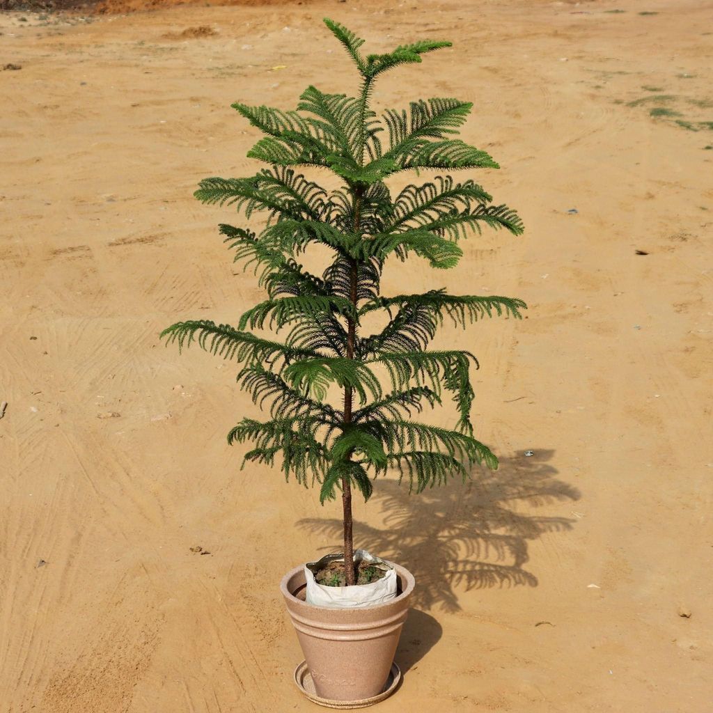Araucaria / Christmas Tree (~4 feet) in 12 Inch High Quality Grooved Beige Polymer Planter with Tray
