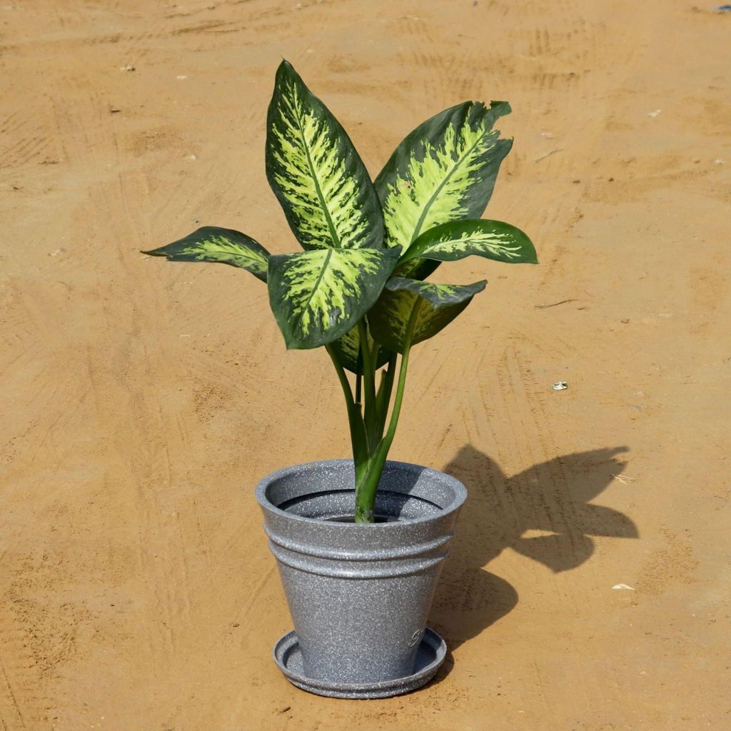 Dieffenbachia Bush (~ 1.5 Ft) in 12 Inch High Quality Grooved (Any colour) Polymer Planter with Tray