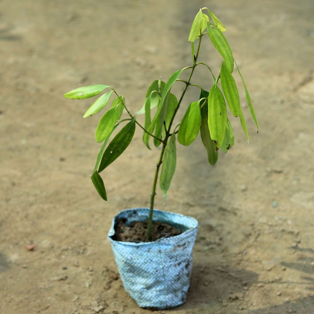 Tej Patta/ Bay Leaf in 5 Inch Nursery Bag