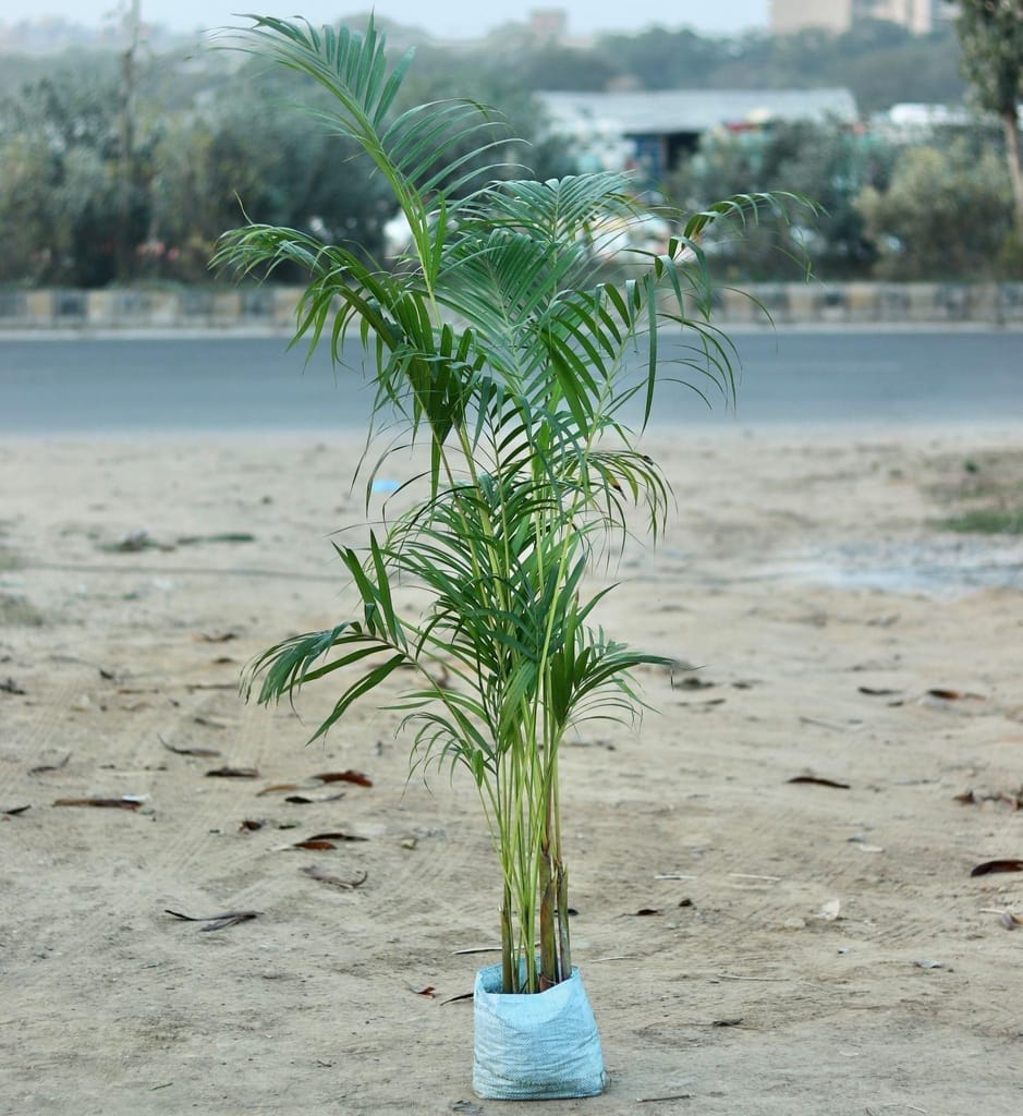 Areca Palm (~5ft) in 7 Inch Nursery Bag
