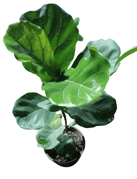 Fiddle Leaf Fig in 8 Inch Nursery Pot