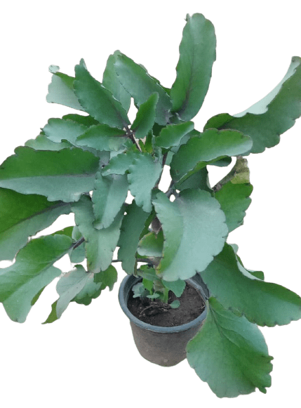 Pattharchatta Medicinal Plant in 6 Inch Nursery Pot