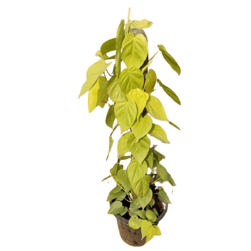 Oxycardium (~3 feet) With Moss-Stick Golden in 10 Nursery Pot