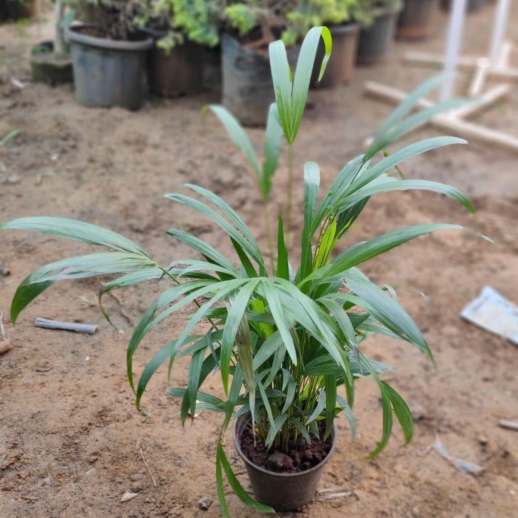 Areca Palm in 6 Inch Nursery Pot