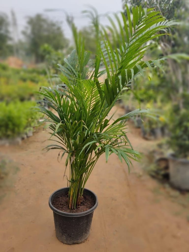 Areca Palm in 12 Inch Nursery Pot