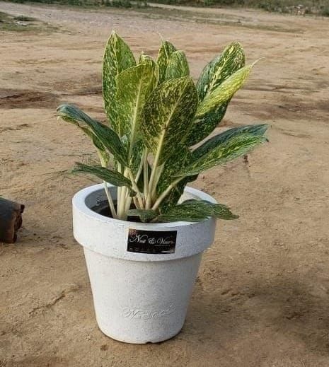 Aglaonema White in 12 Inch White Polymer Cup Shape Planter