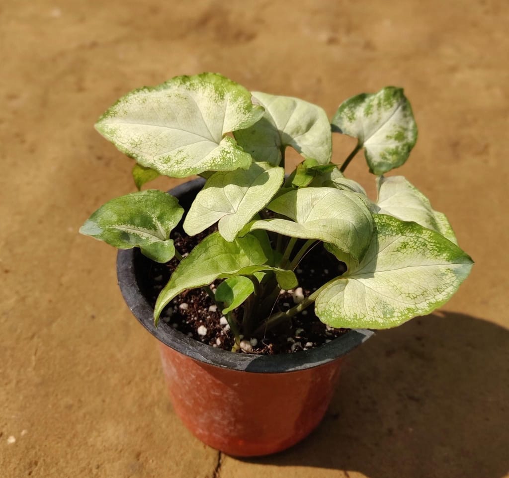 Air Purifying Syngonium Pixie in 3.5 Inch Nursery Pot