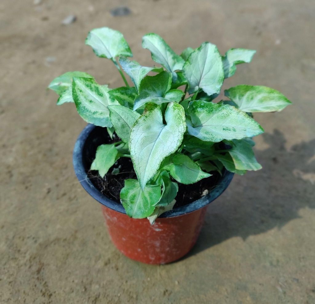 Syngonium Yammi in 3.5 Inch Nursery Pot