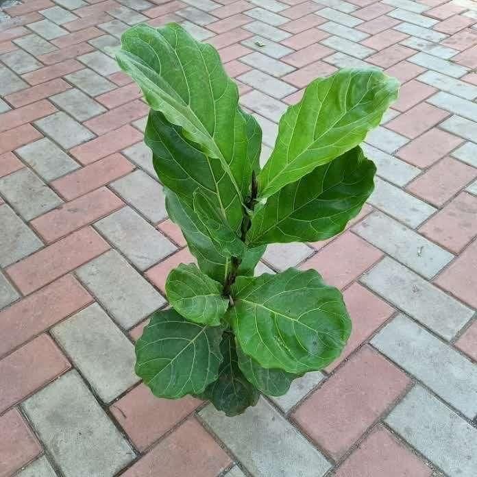 Fiddle Leaf Fig ~ 2 ft in 5 Inch Nursery Pot