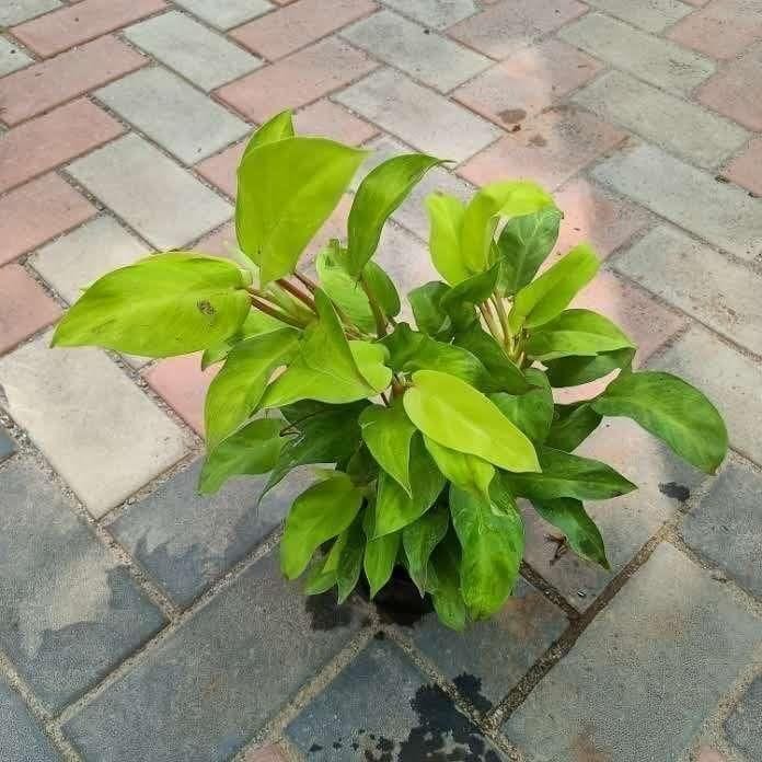 Philodendron Green in 5 Inch Nursery Pot
