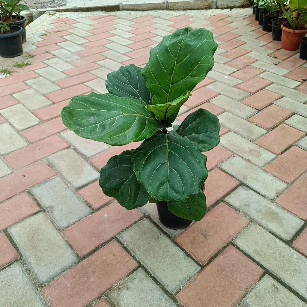 Fiddle Leaf Fig ~ 1 feet in 6 Inch Nursery Pot