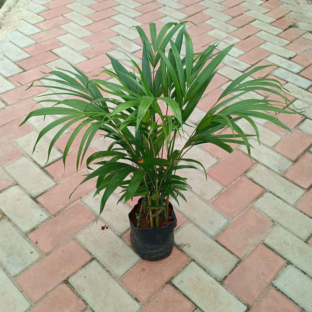 Areca Palm Dwarf in 6 Inch Nursery Bag