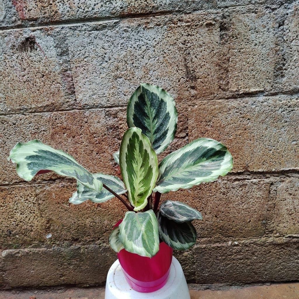 Exotic Calathea  large Leaf in 6 Inch Premium Plastic Pot (any colour)