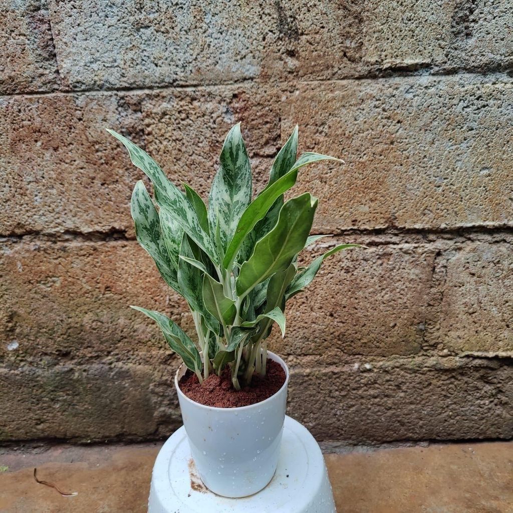 Aglaonema Small Leaves in 6 Inch Premium Plastic Pot