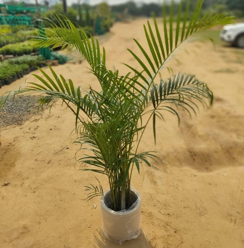 Areca palm (~4.5 feet) in 12 inch Apple Fiberglass Planter