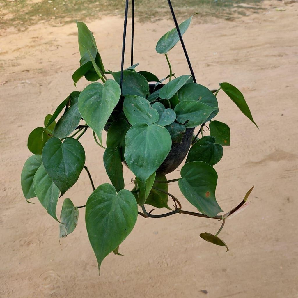 Oxycardium Green in 8 Inch Hanging Basket