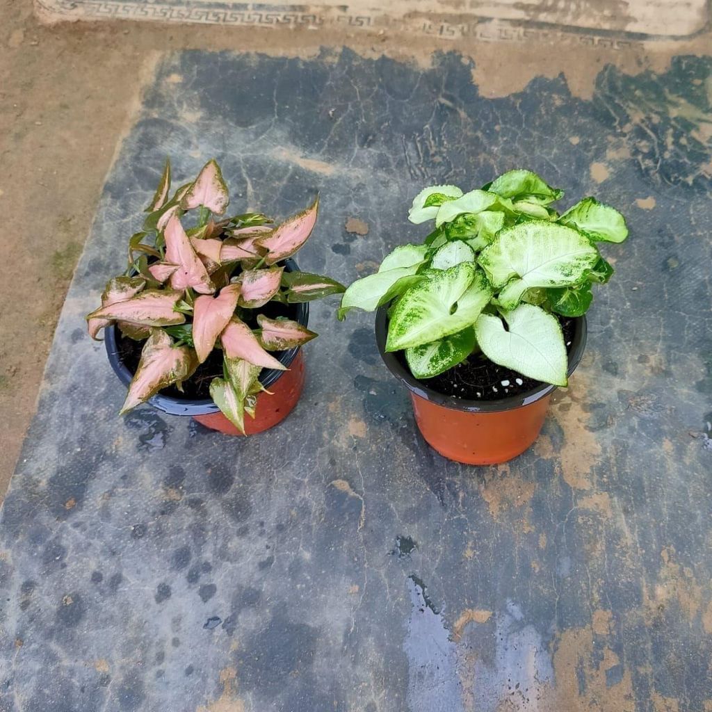 Set of 2 Syngonium (Pink &Green ) in 4 Inch Nursery Pot