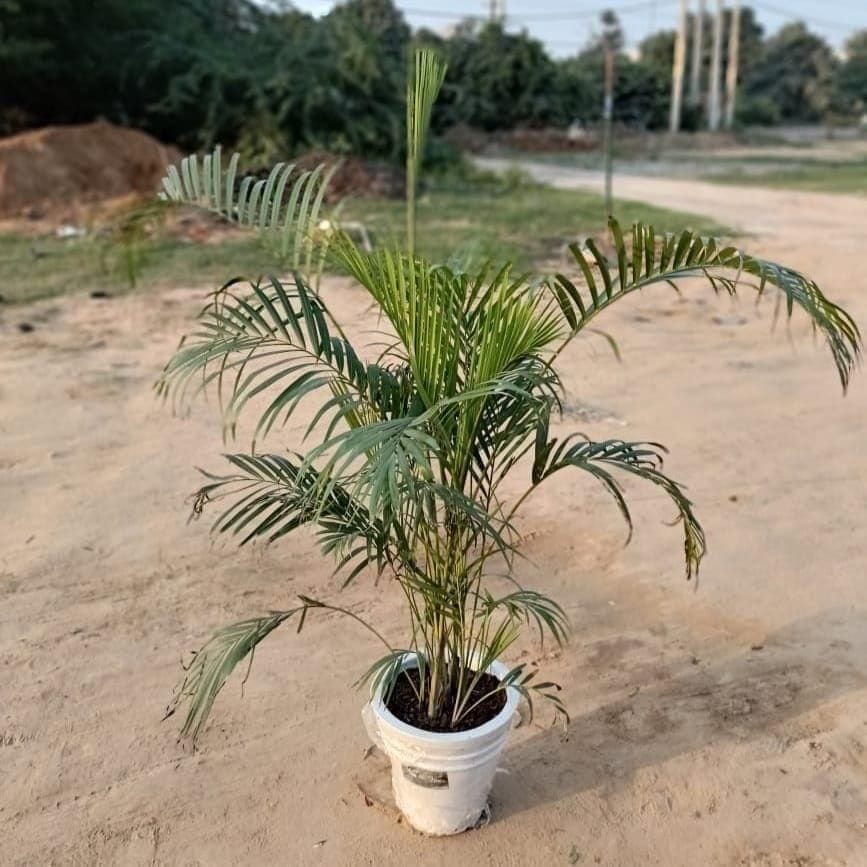Areca Palm (~ 2 Ft) in 12 Inch Polymer Planter