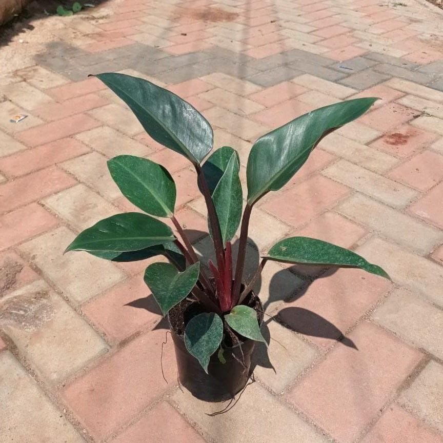 Philodendron Imperial Red Candide in 4 Inch Nursery Pot