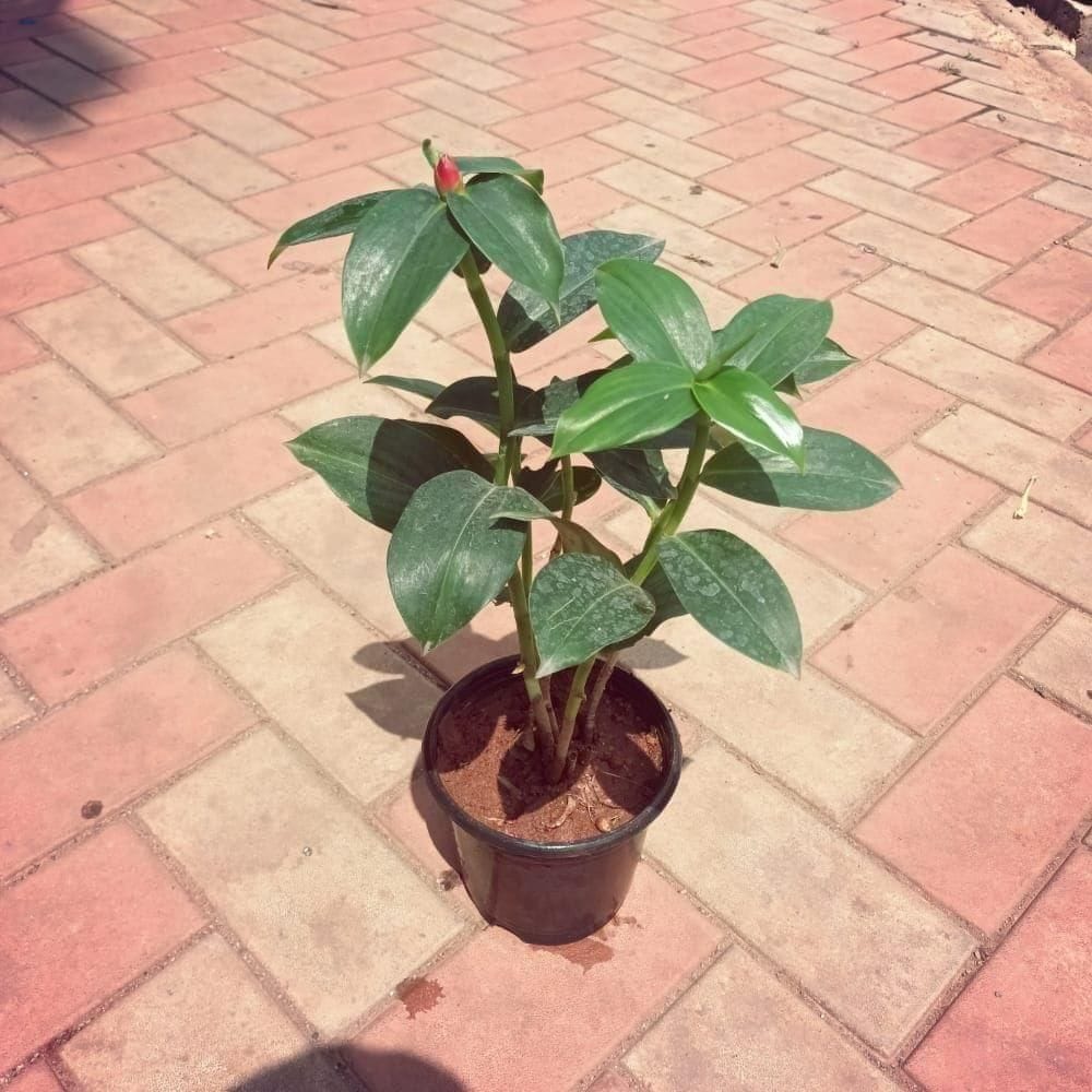 Suger Plant in 5 Inch Nursery Pot