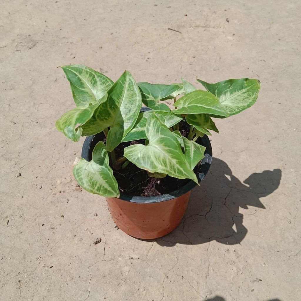 Syngonium Green in 3 Inch Nursery Pot