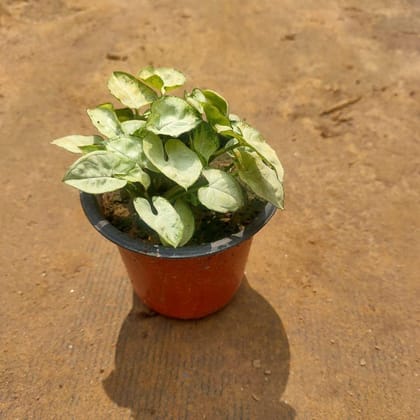 Buy Syngonium Green in 3 Inch Plastic Pot Online | Urvann.com