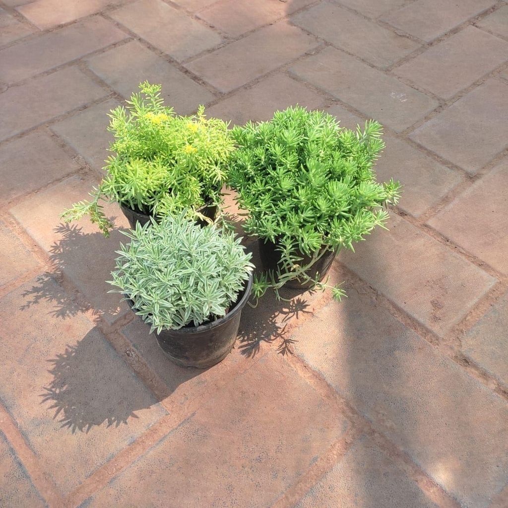 Set Of 3 - Sedum Succulent ( Green, Yellow & White) in 4 Inch Nursery Pot