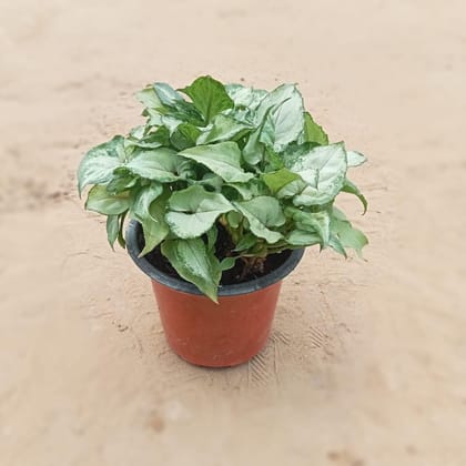 Buy Syngonium Narrow Leaf in 4 Inch Plastic Pot Online | Urvann.com