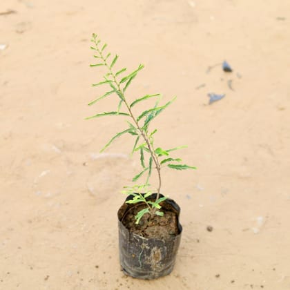 Buy Amla Plant / Indian Gooseberry in 7 Inch Nursery Bag Online | Urvann.com