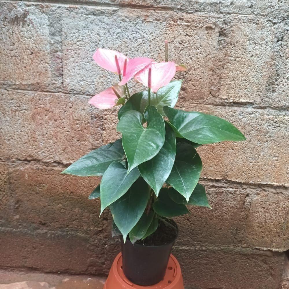 Anthurium Pink in 5 Inch Nursery Pot