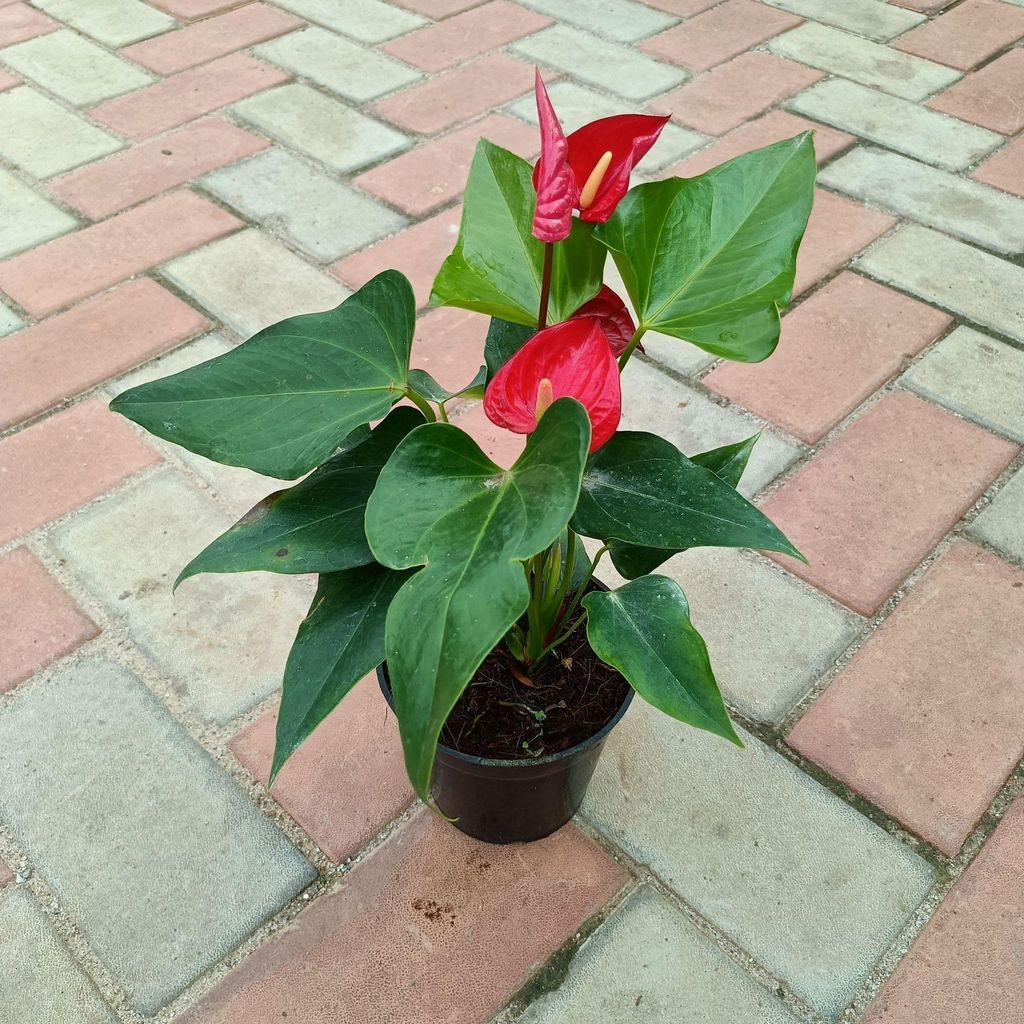 Anthurium Red in 5 Inch Nursery Pot