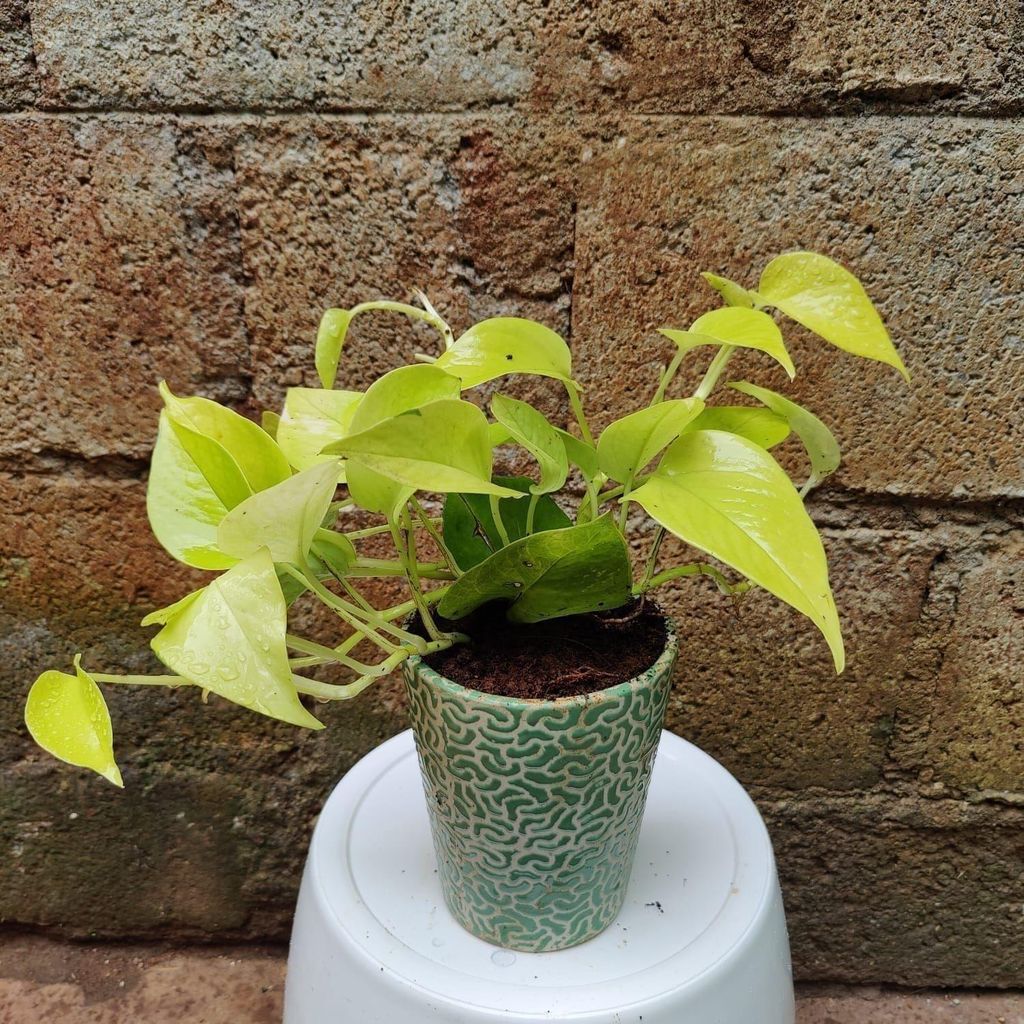 Money Plant Golden in 5 Inch Ceramic Pot