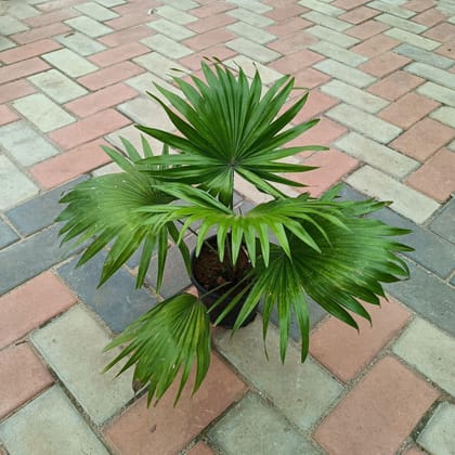 Buy China Palm in 6 Inch Plastic Pot Online | Urvann.com