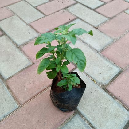 Buy Rama Tulsi in 3 Inch Nursery Bag Online | Urvann.com