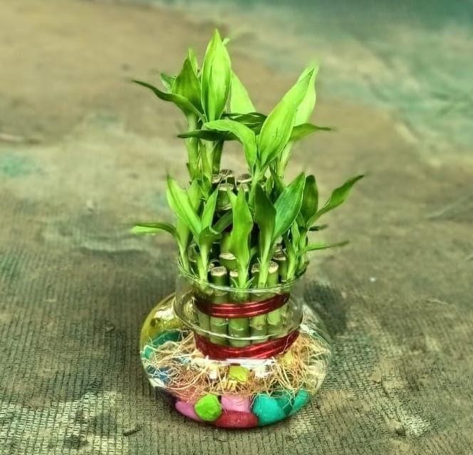 Lucky Bamboo in 4 Inch Glass Pot