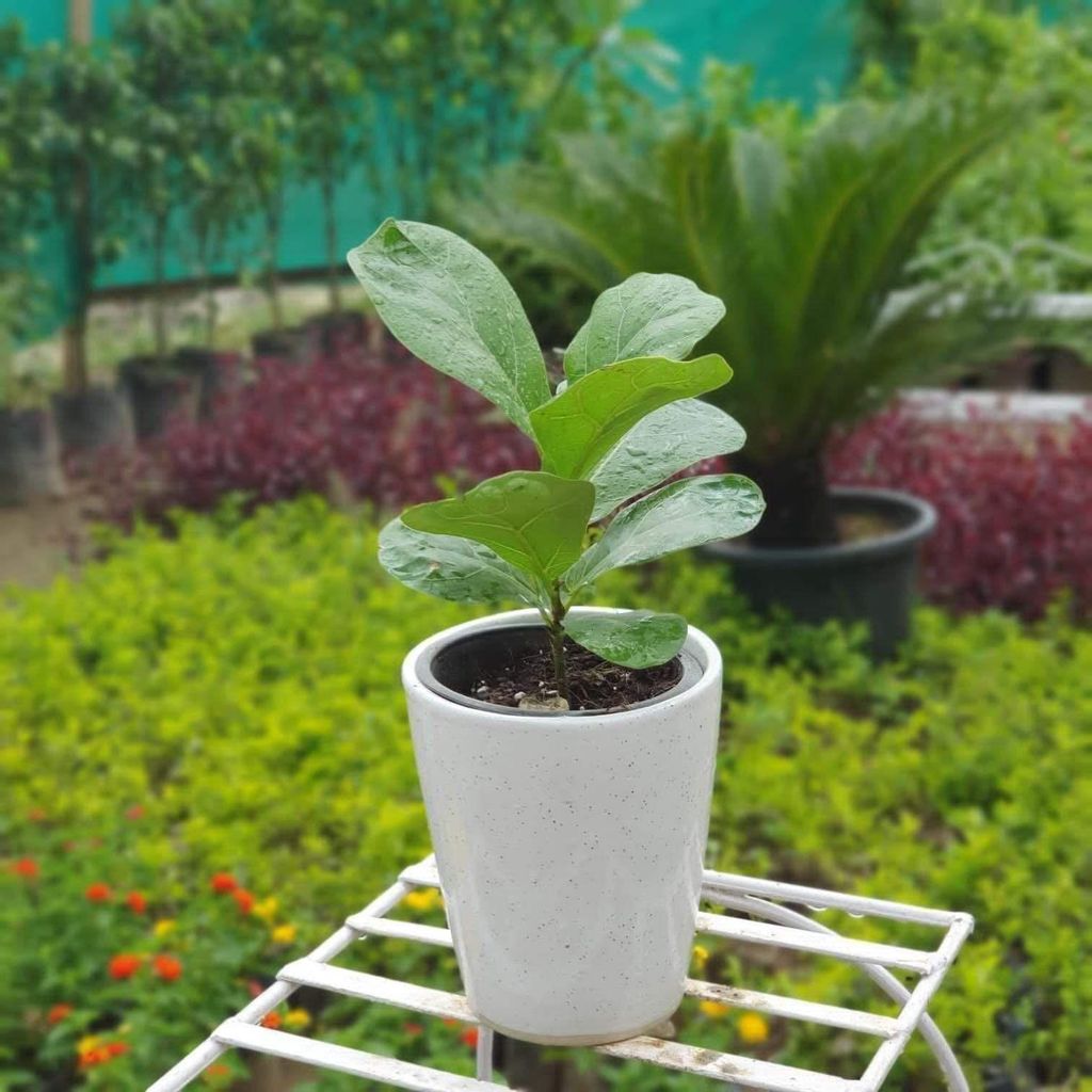 Fiddle Leaf Fig - 5 Inch Ceramic Pot
