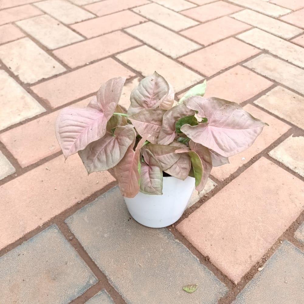 Syngonium Pink in 5 Inch Elegant Plastic Pot (colour may vary)