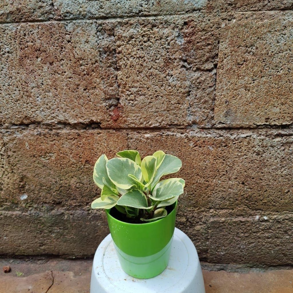 Peperomia / Radiator Plant Variegated in 4 Inch Premium Plastic Pot (any colour)
