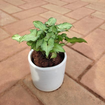 Buy Syngonium Green Small Leaves in 4 Inch Classy Cup Ceramic Pot (any colour) Online | Urvann.com
