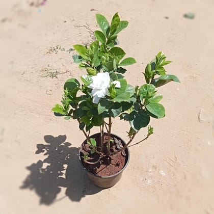 Buy Gardenia / Gandhraj (any colour) in 6 Inch Plastic Pot Online | Urvann.com