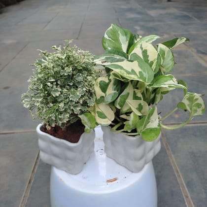 Buy Set of 2 - Money Plant N'Joy & Aralia White in 3 Inch Classy Square Designer Ceramic Pot Online | Urvann.com