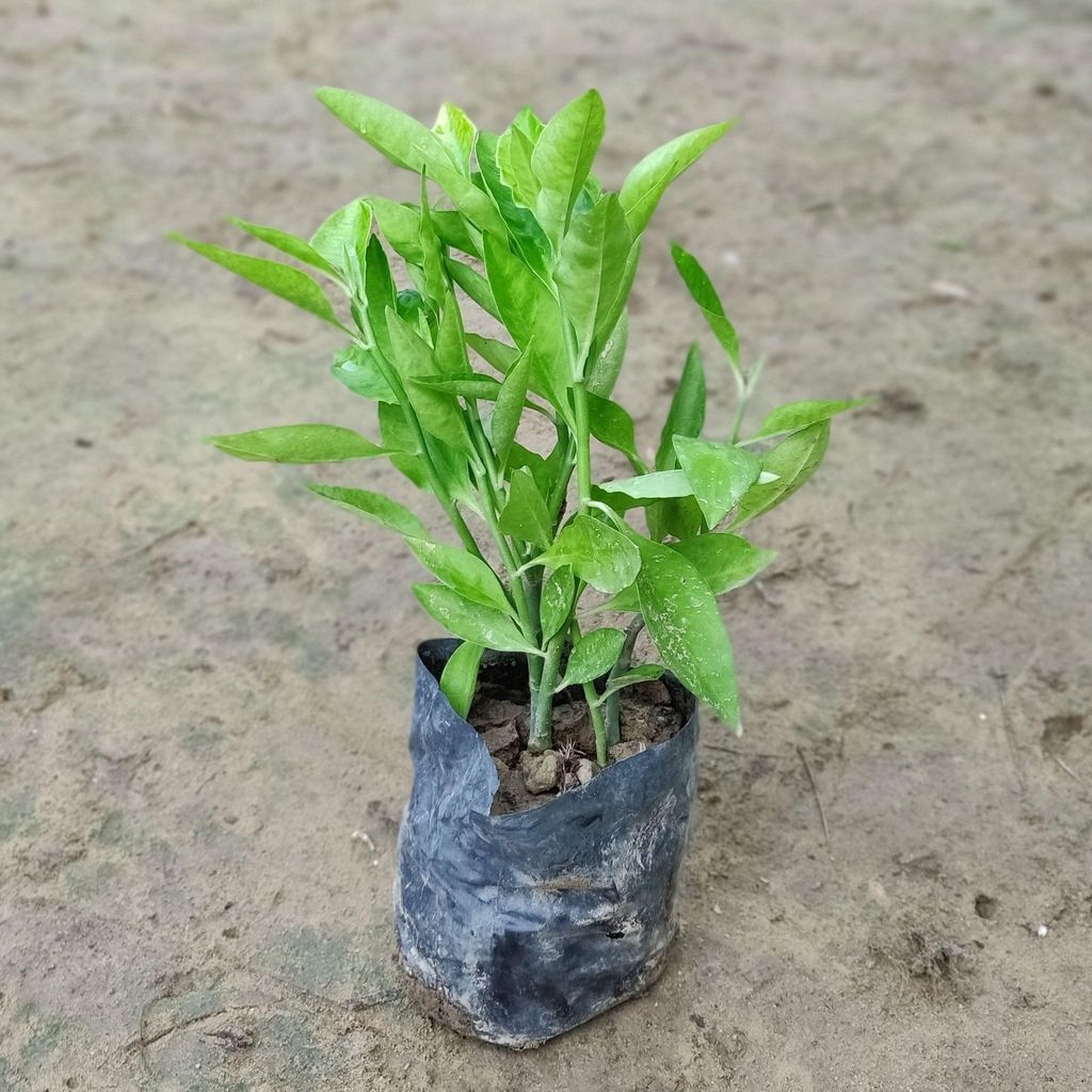 Set of 2 - Pedilianthus Green in 4 inch Nursery Bag