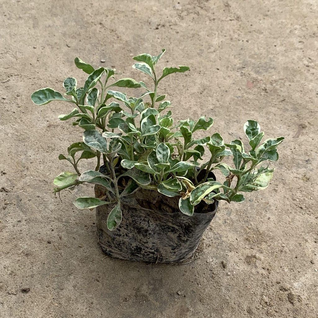 Variegated Alternanthera in 5 Inch Nursery Bag